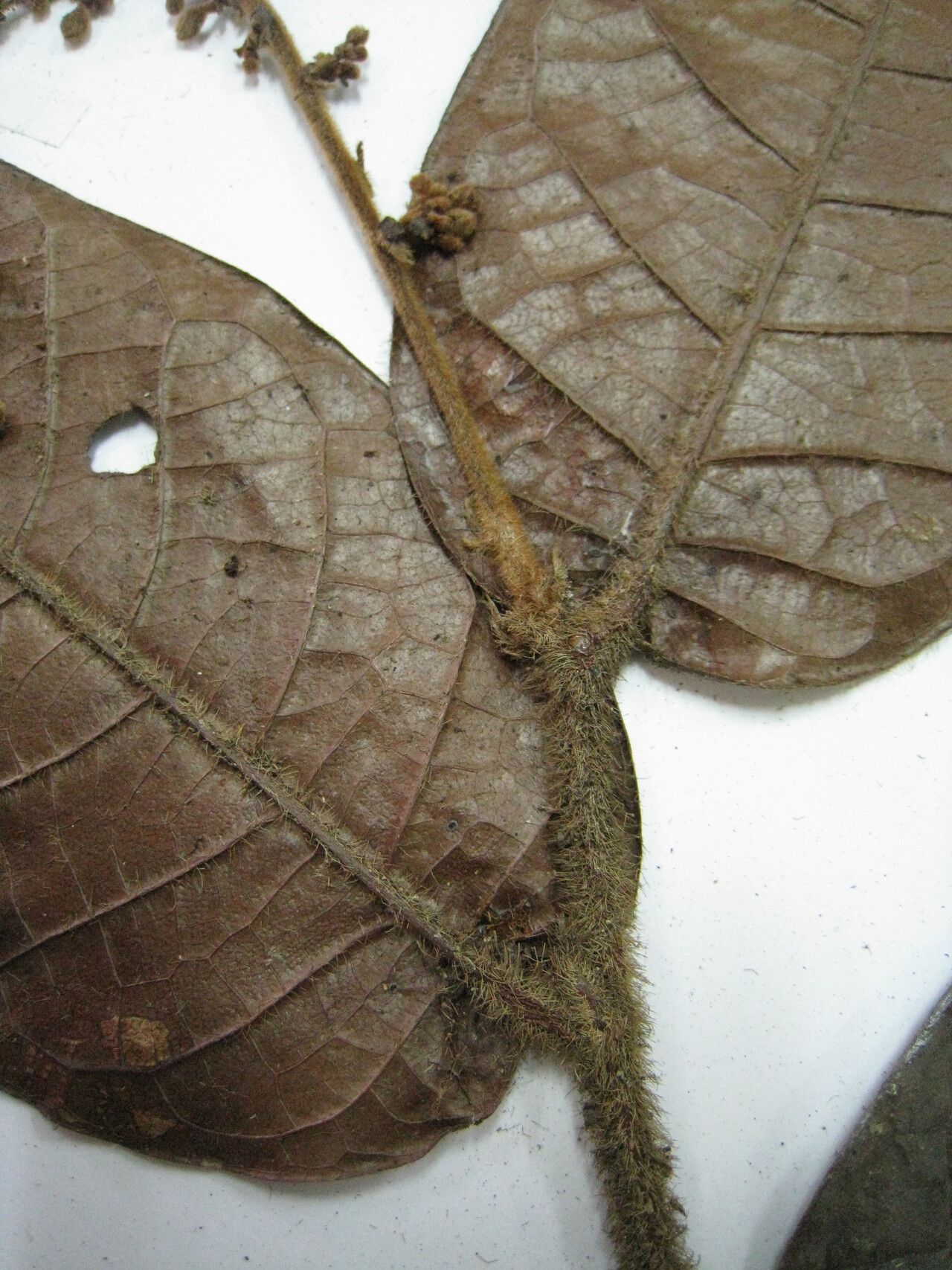 Hirtella margae other