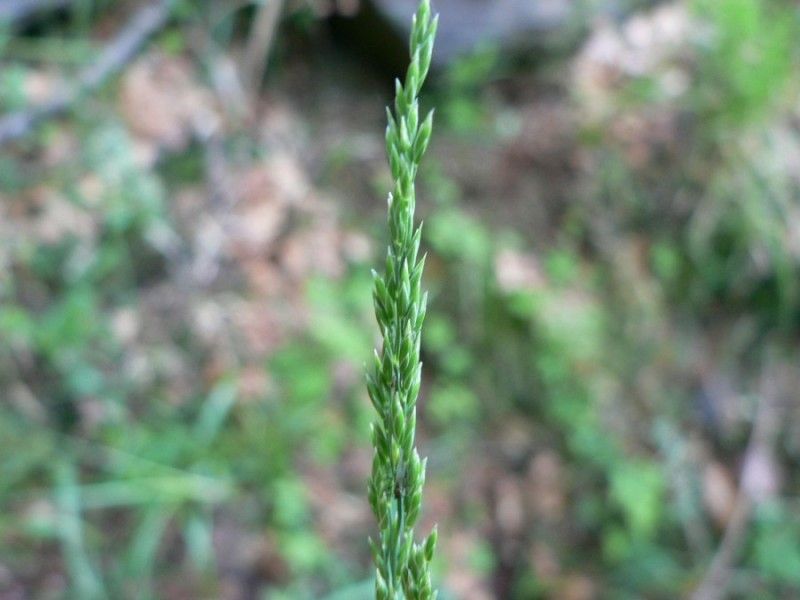 Poa chaixii fruit
