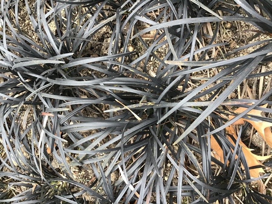 Ophiopogon planiscapus leaf