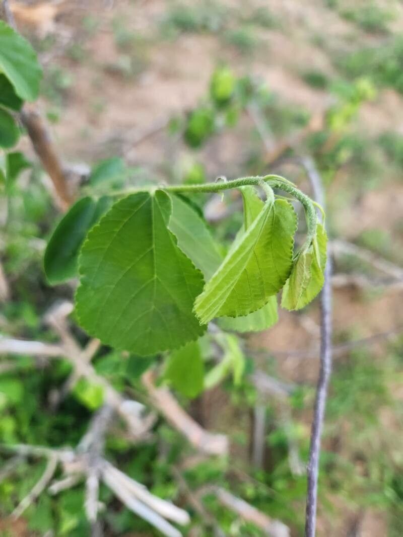 Grewia tephrodermis — houseplant care guide