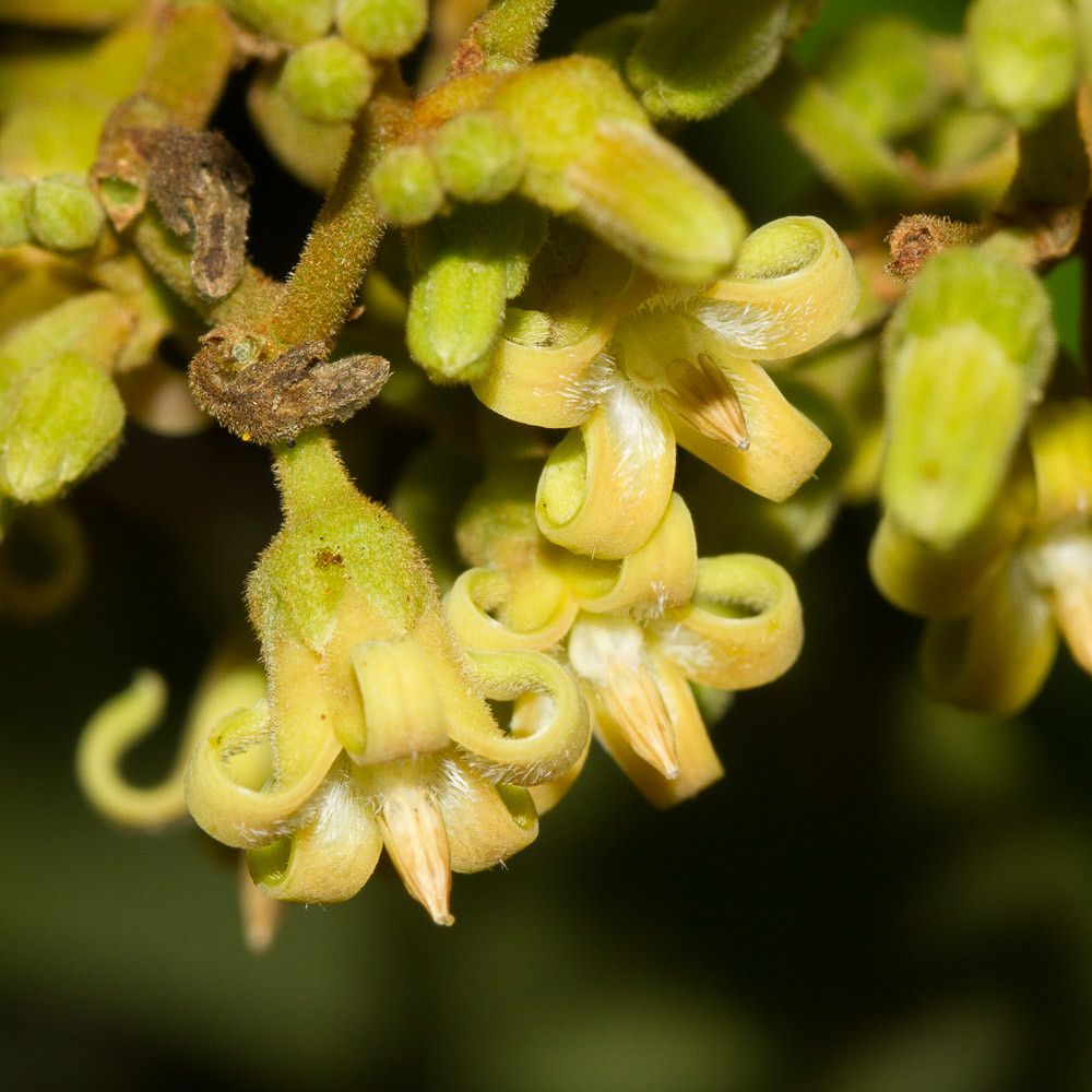 Parsonsia scabra flower
