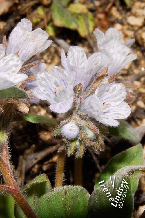 Phacelia congdonii flower