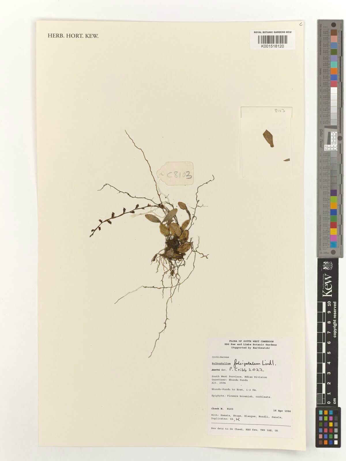 Bulbophyllum falcipetalum — houseplant care guide