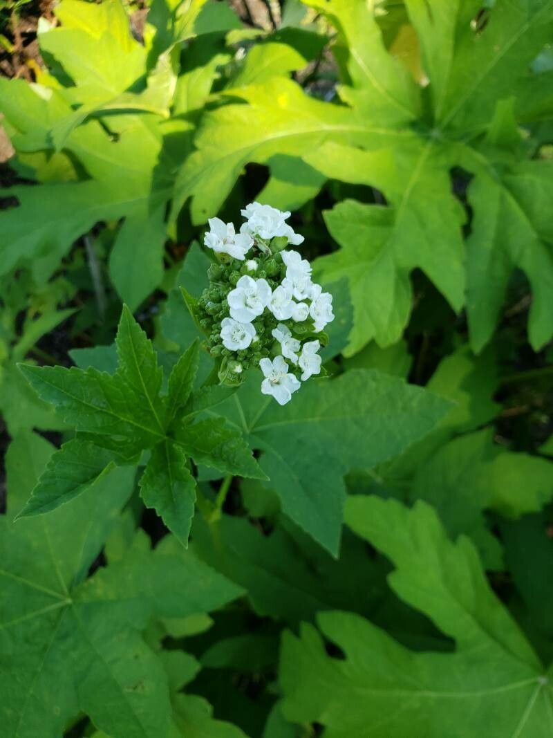 Napaea dioica flower