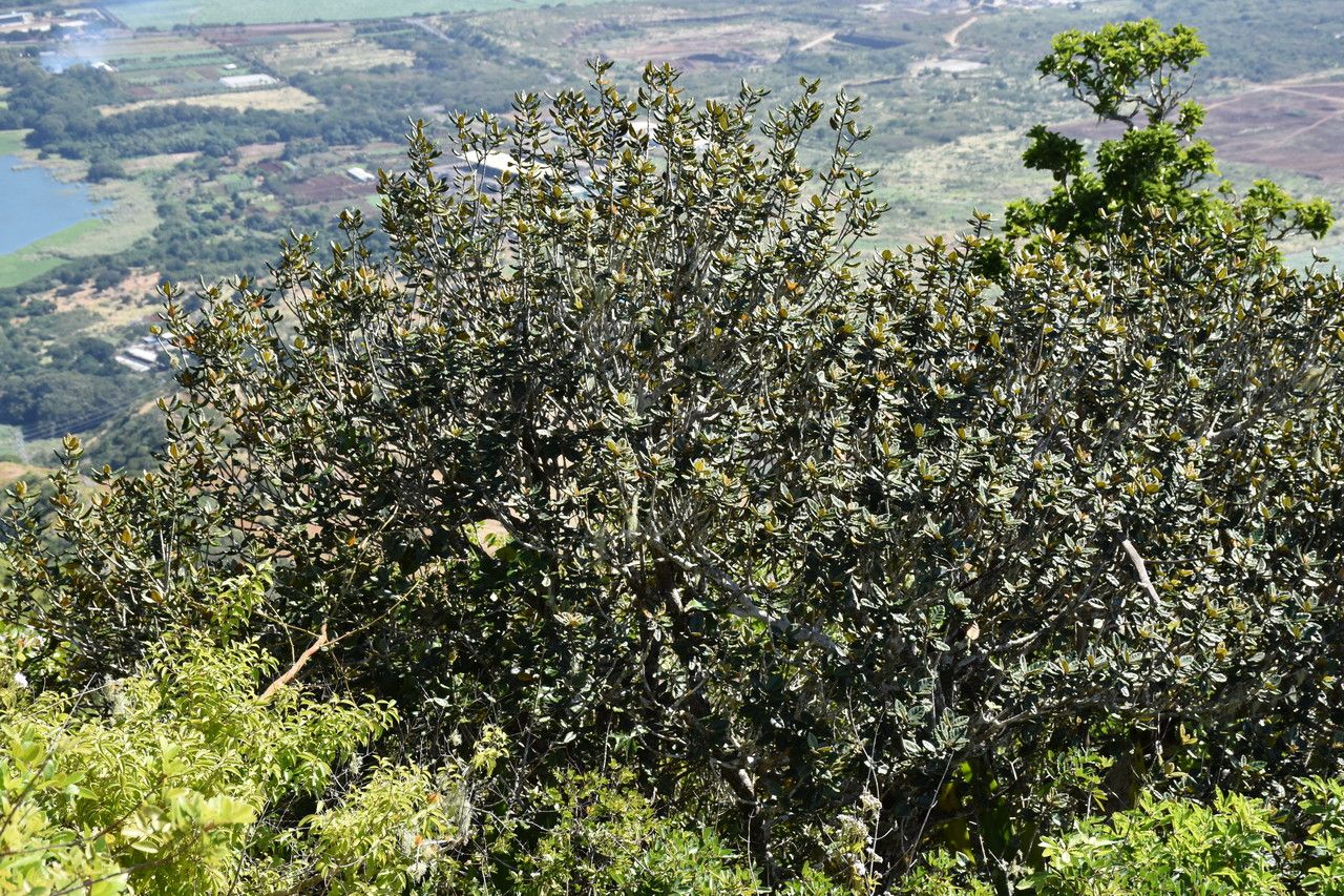 Eugenia tinifolia habit