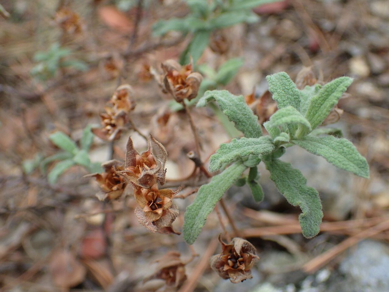 Cistus pouzolzii other