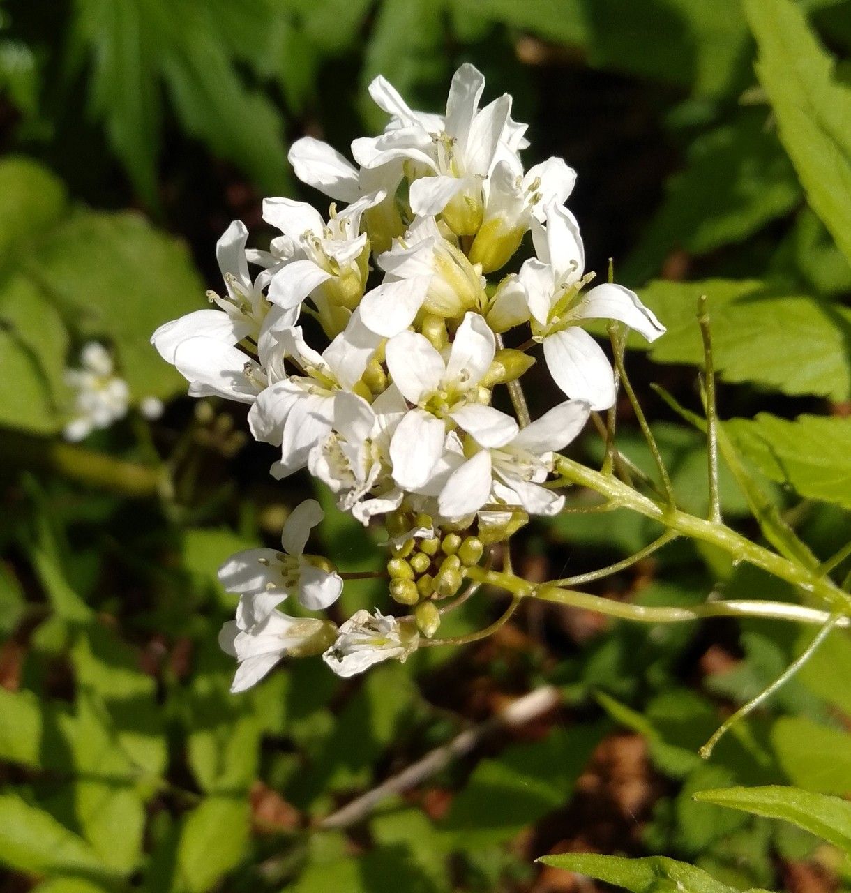Cardamine leucantha flower