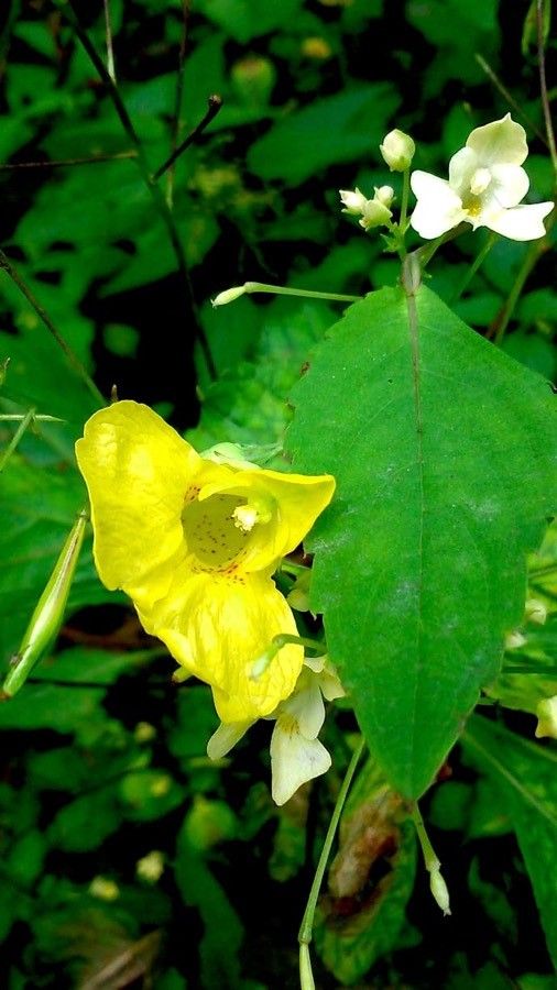 Impatiens noli-tangere flower