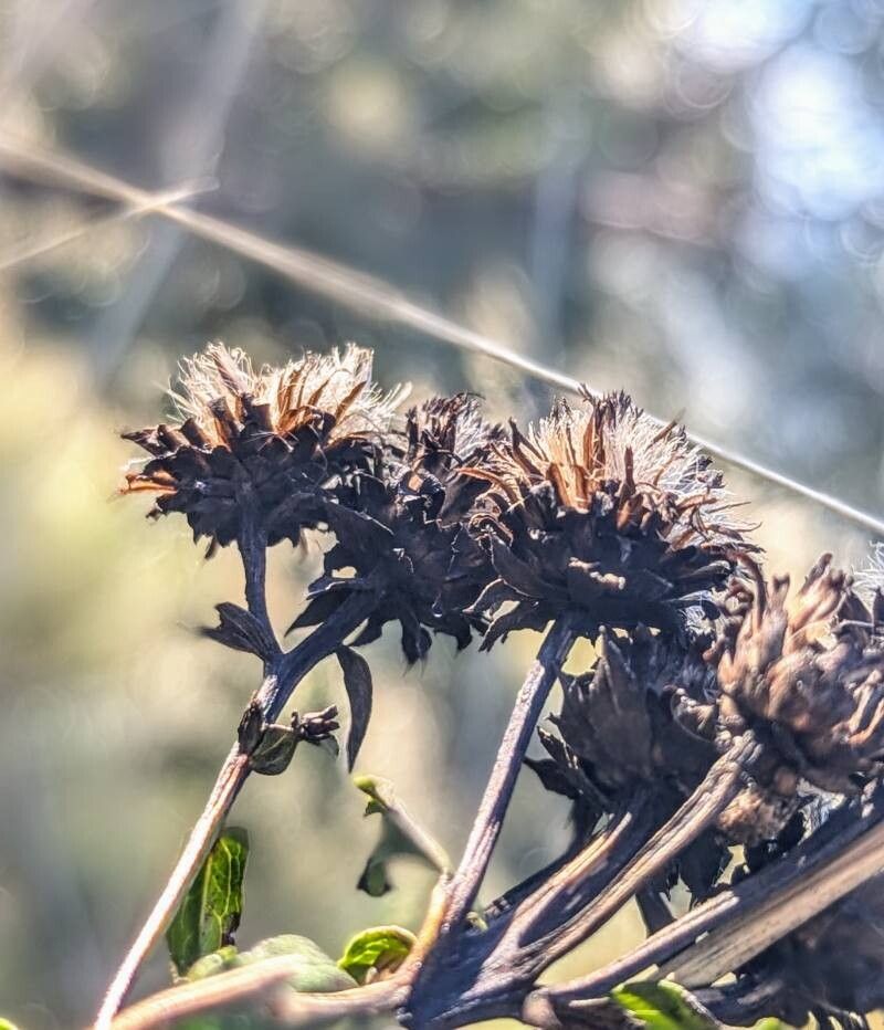 Pentanema spiraeifolium fruit