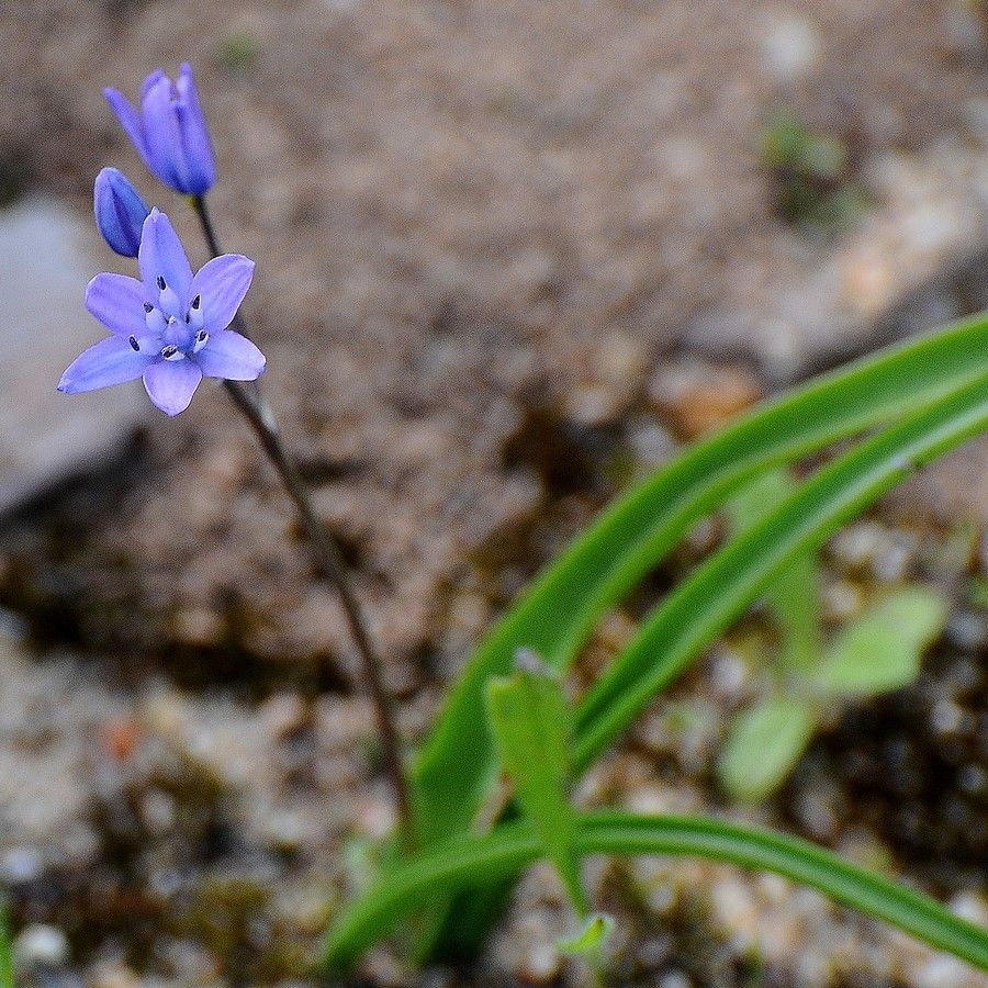 Hyacinthoides italica