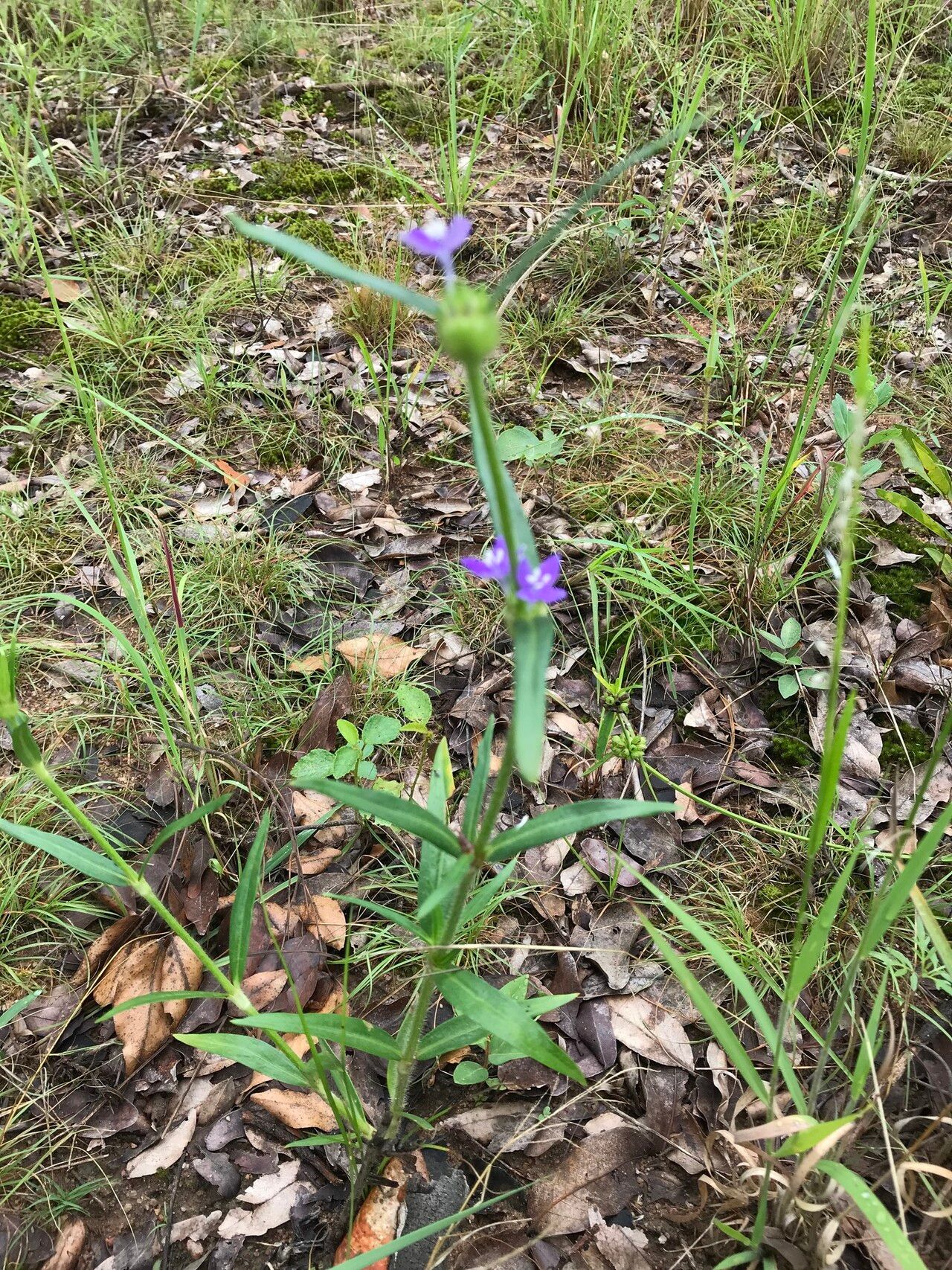 Spermacoce dibrachiata habit