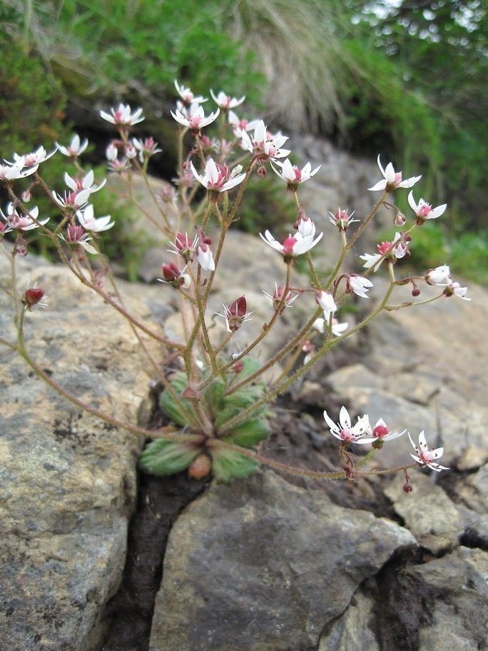 Micranthes lyallii habit