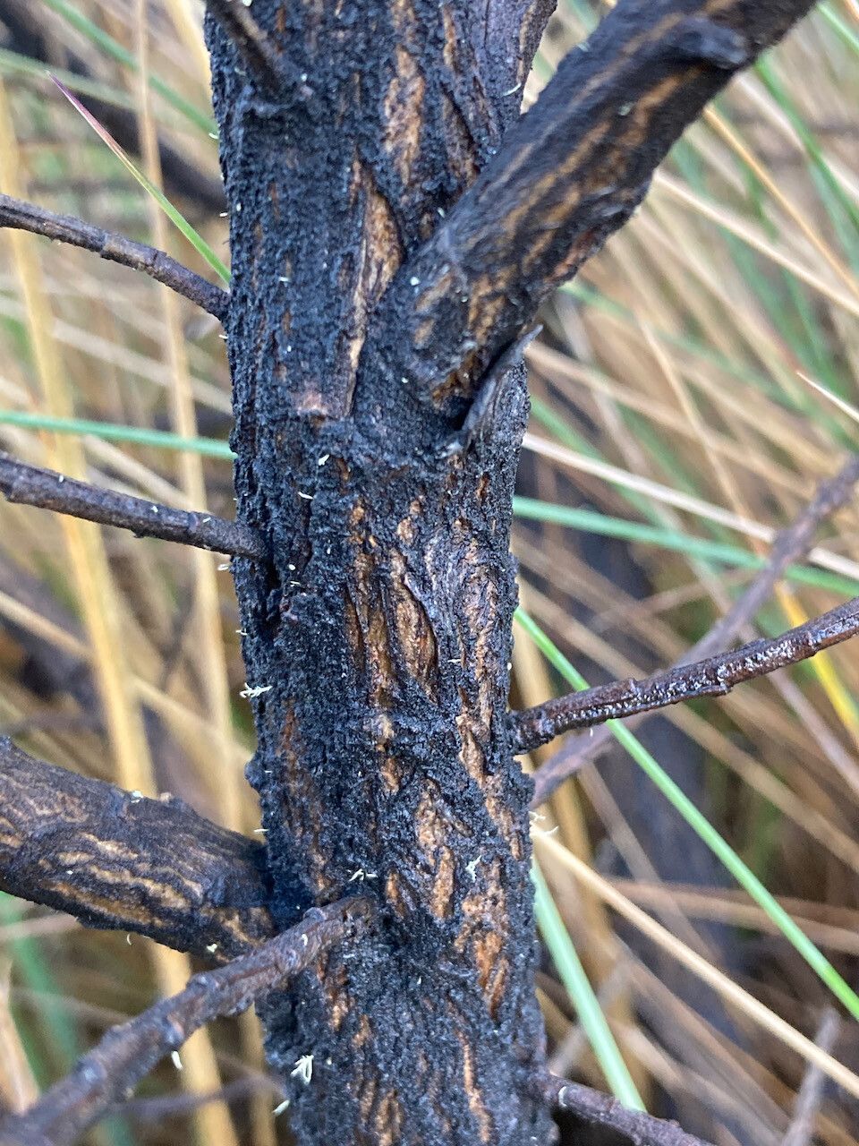 Baccharis tricuneata bark