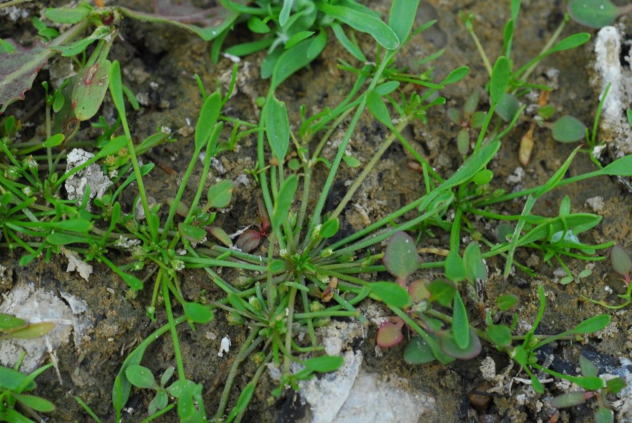 Limosella aquatica habit