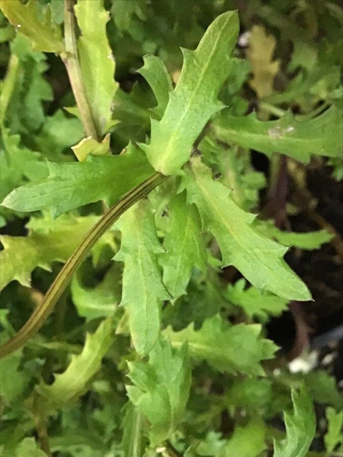 Leucanthemum paludosum — houseplant care guide