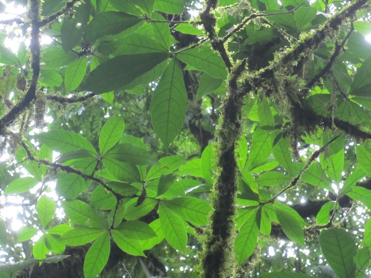 Amphitecna kennedyae — related species from the same genus