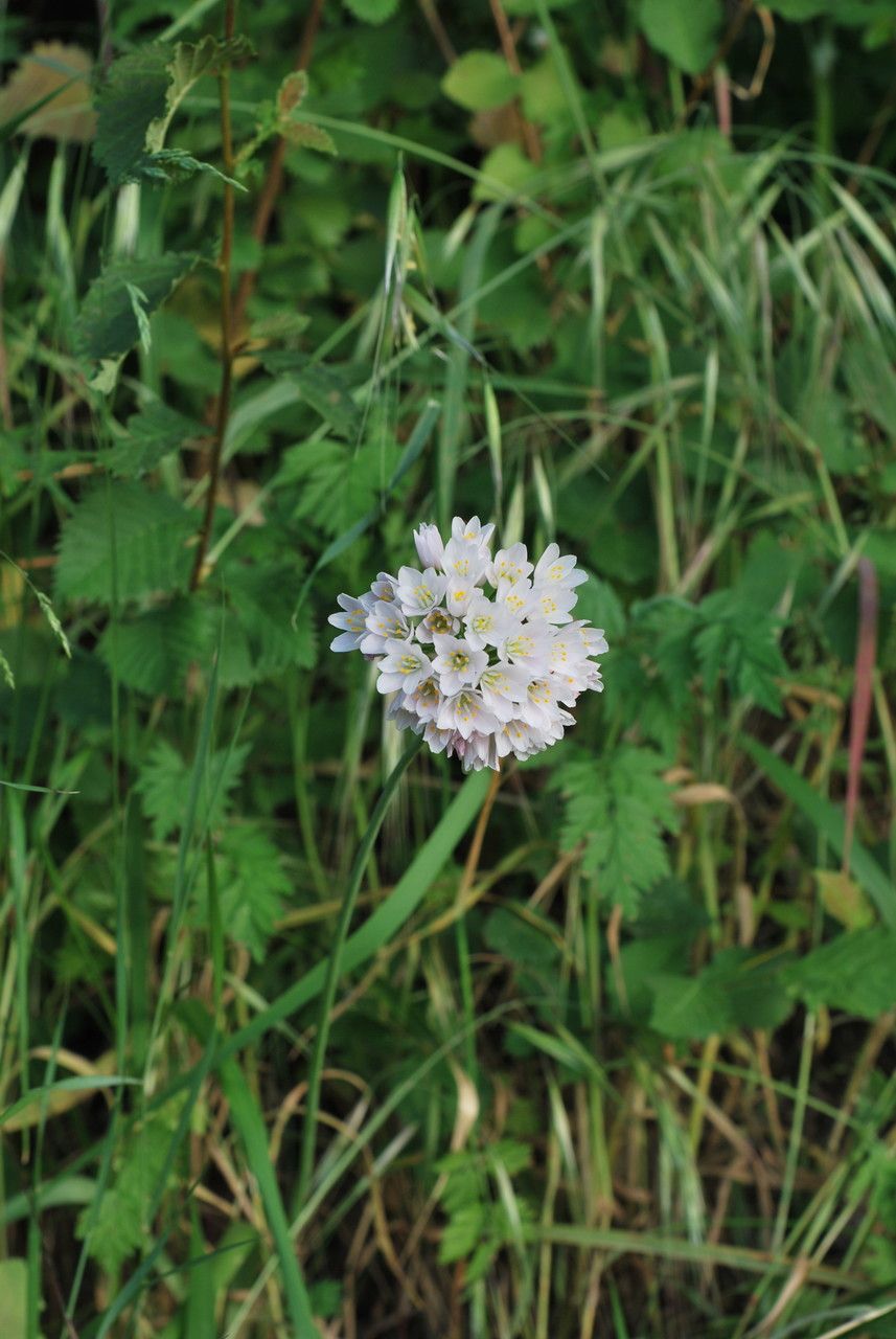 Allium neapolitanum flower