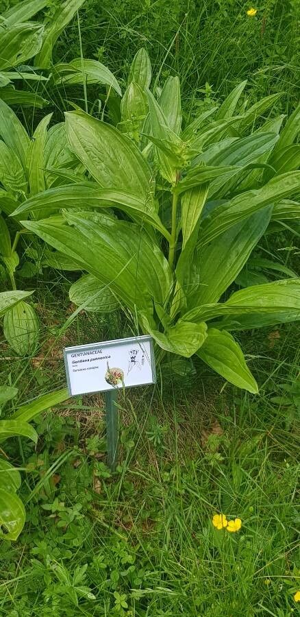 Gentiana pannonica leaf