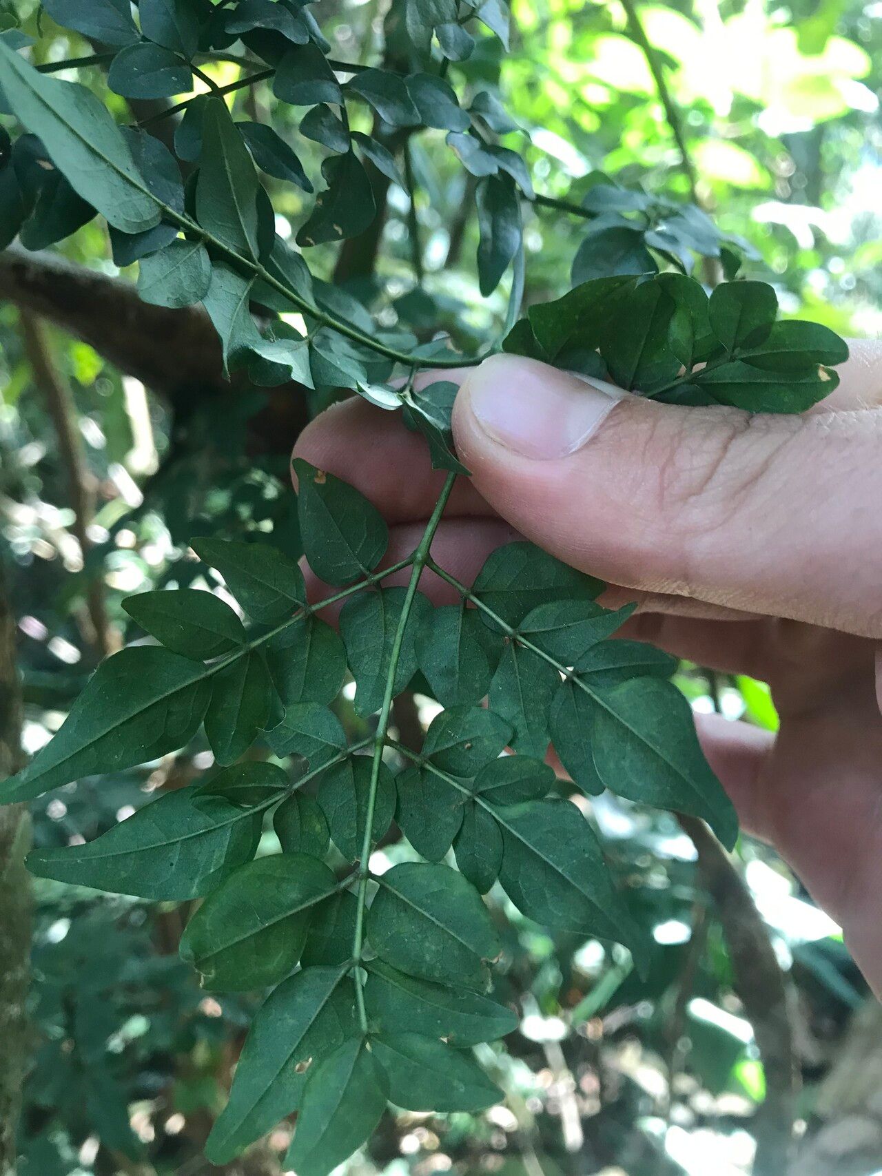 Pleonotoma jasminifolia — related species from the same genus