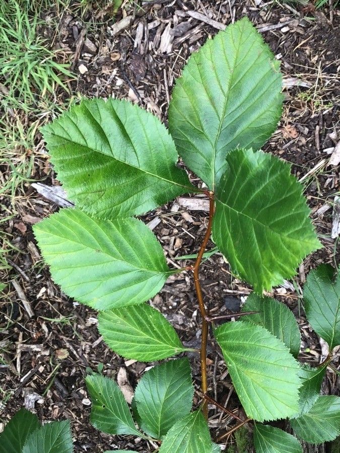 Crataegus calpodendron — search result for 'Crataegus'