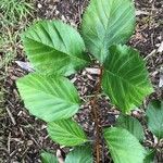 Crataegus calpodendron