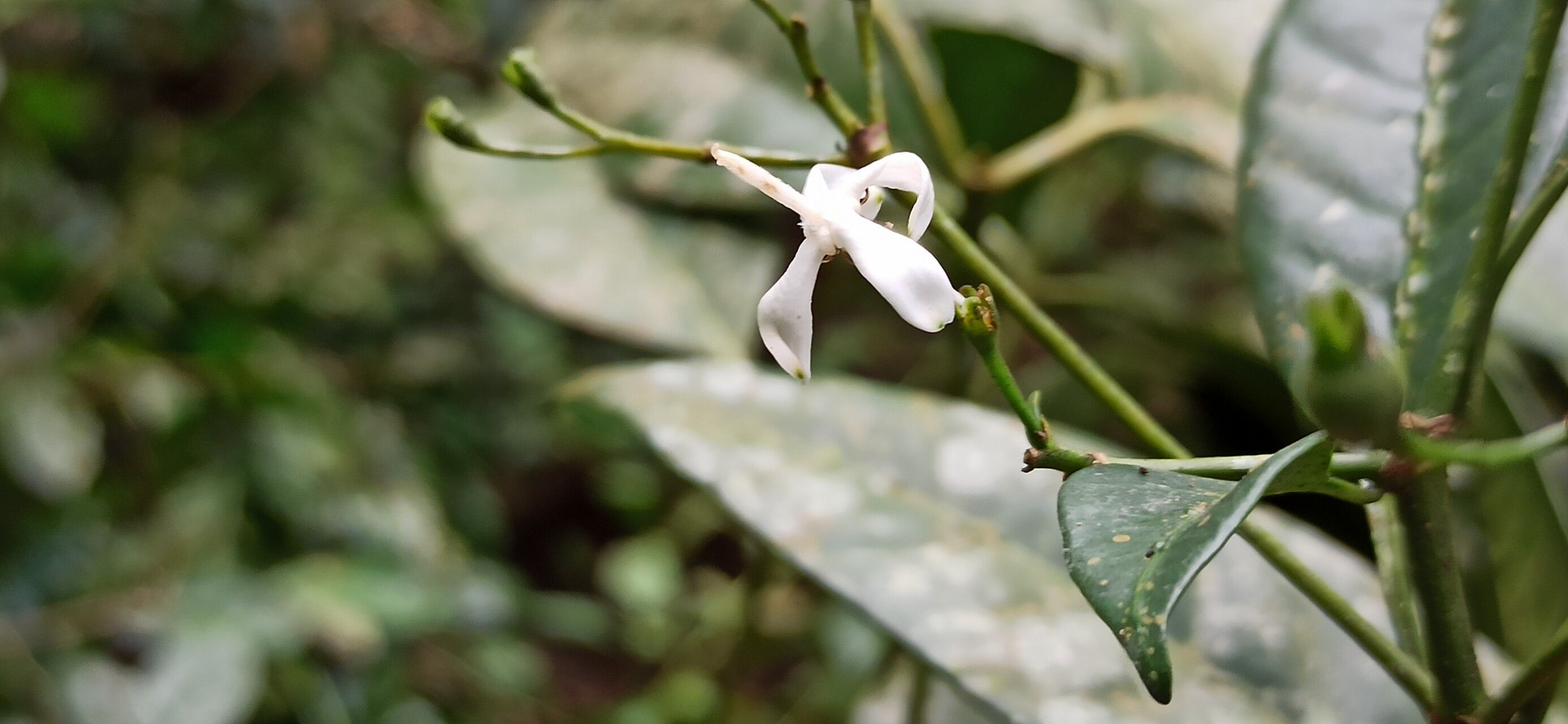 Pavetta bidentata flower