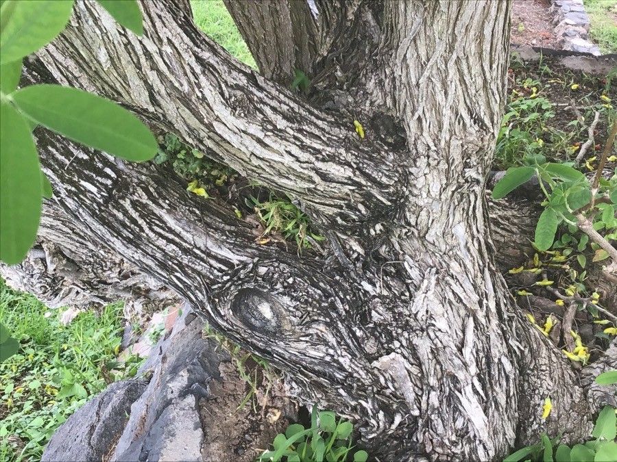 Anagyris latifolia bark