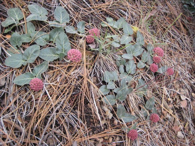 Asclepias solanoana habit