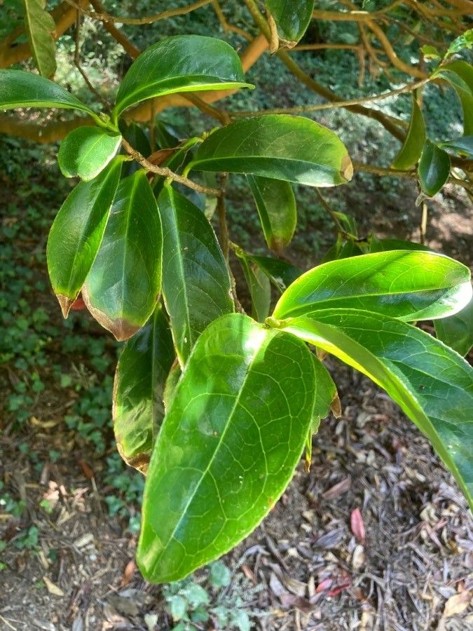 Camellia crapnelliana