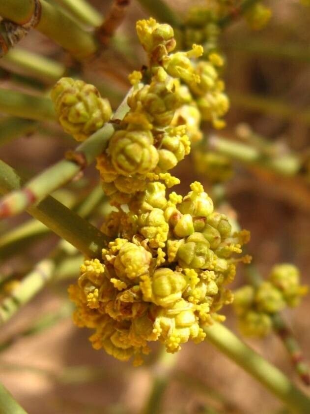 Ephedra viridis flower