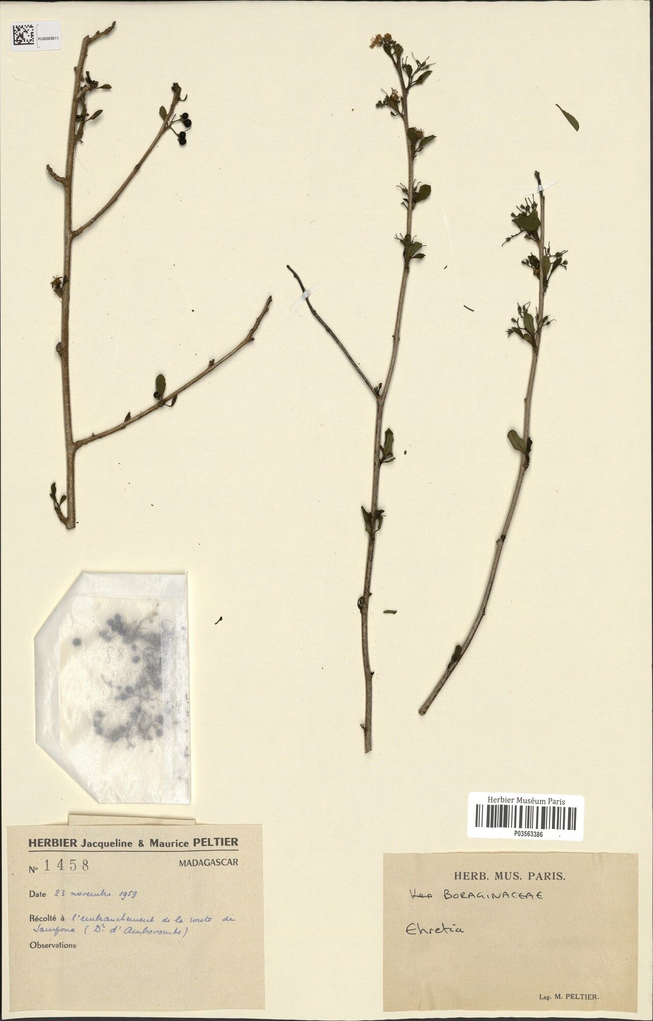 Ehretia decaryi — search result for 'Ehretia'