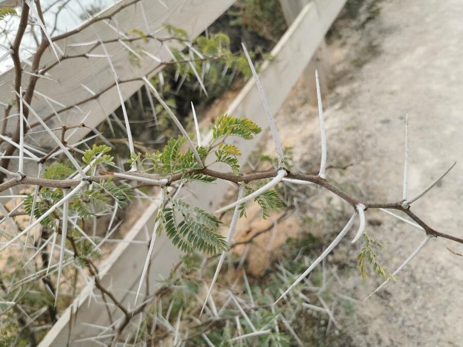 Acacia nilotica — search result for 'Mimosa'
