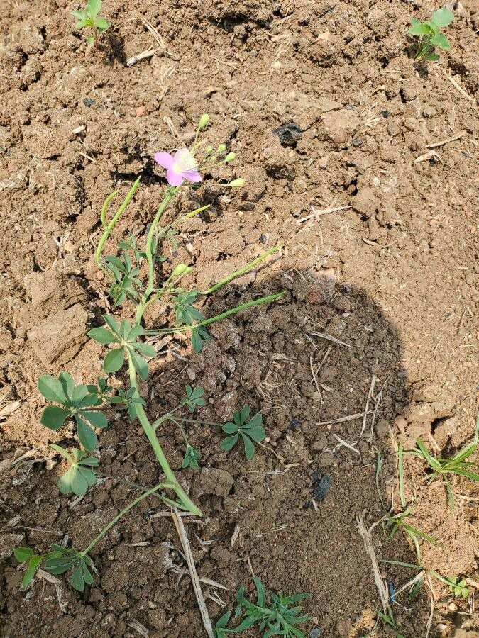 Cleome chelidonii flower