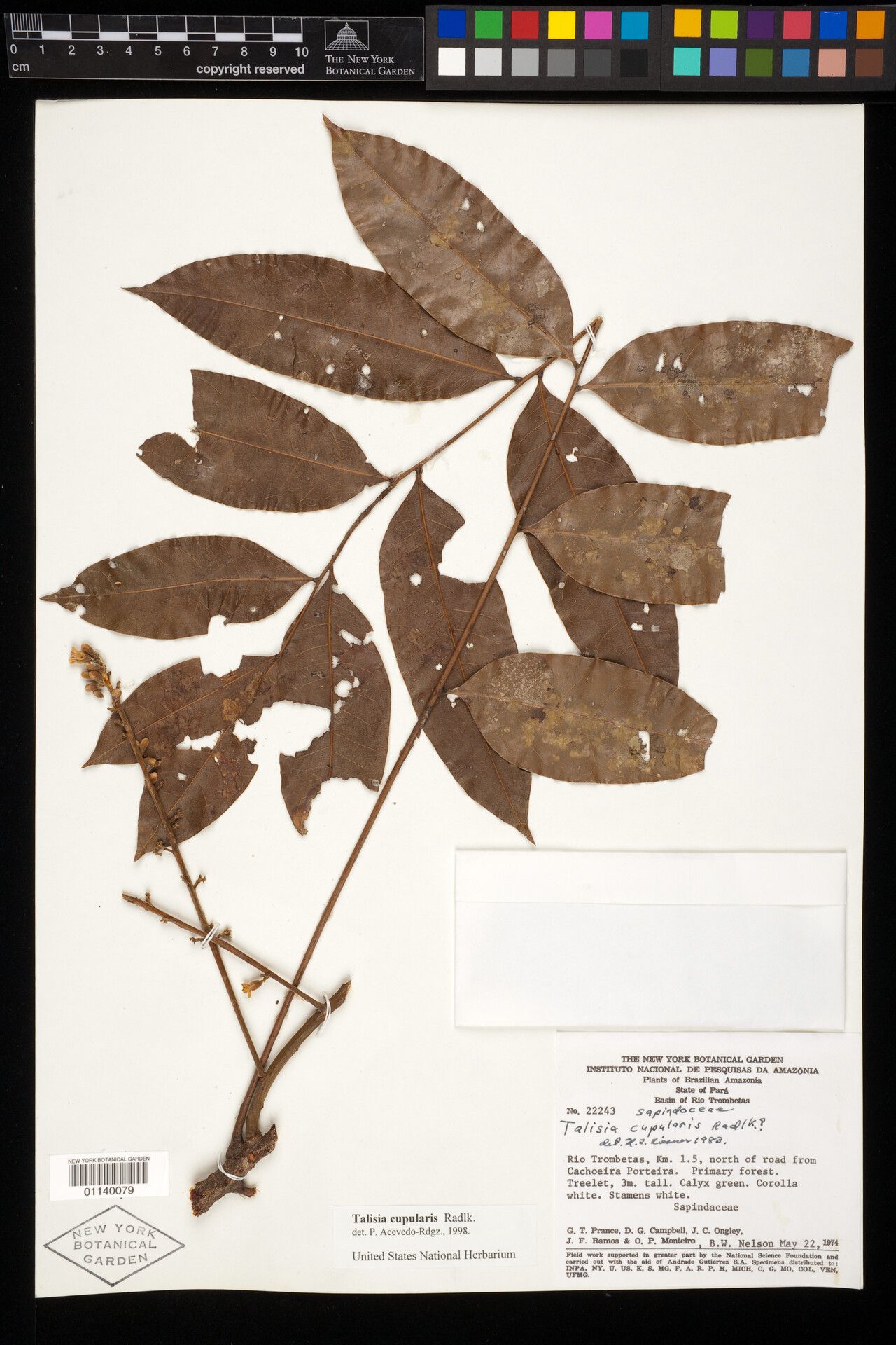 Talisia cupularis — houseplant care guide