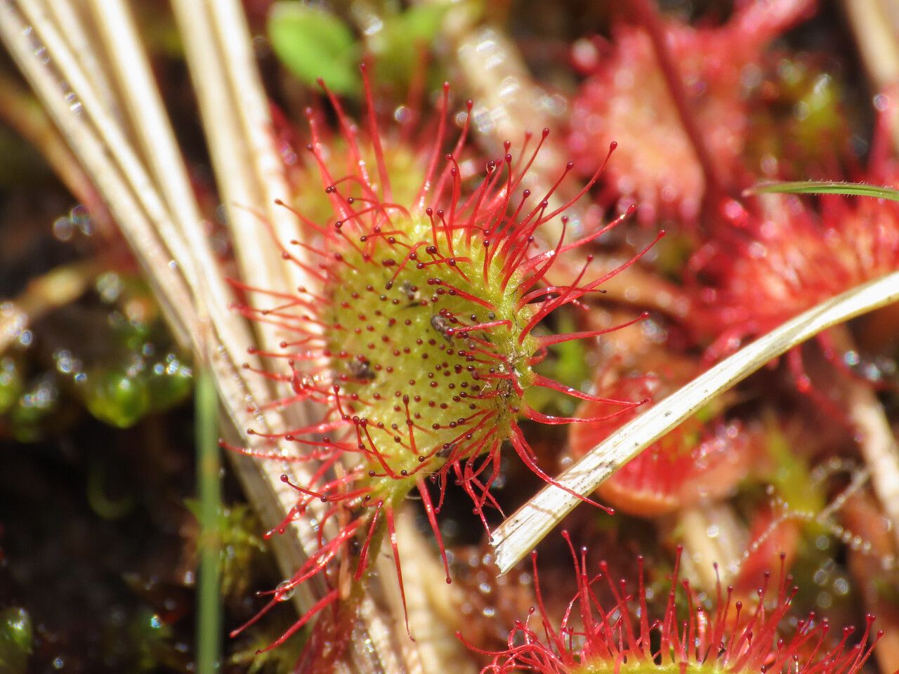 Drosera rotundifolia