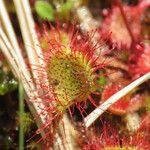 Drosera rotundifolia