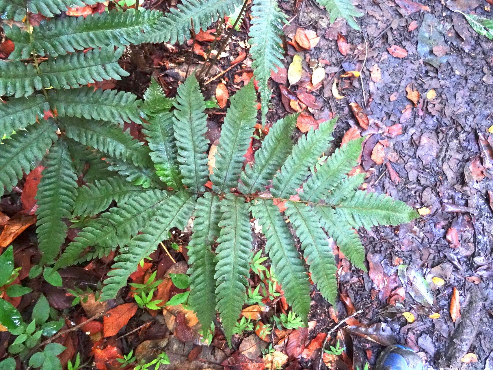 Thelypteris tetragona — search result for 'Thelypteris'