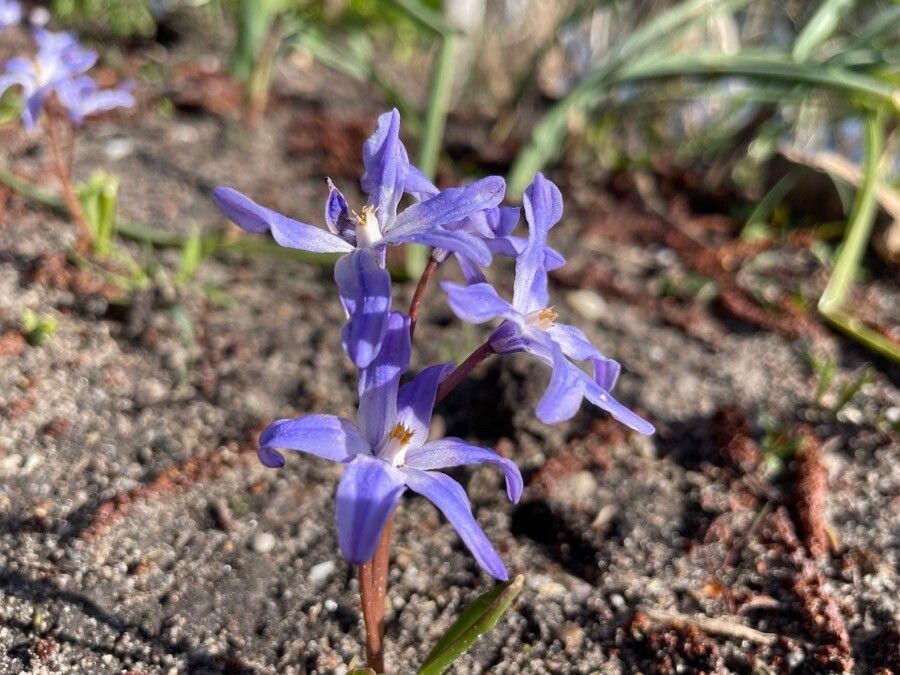 Chionodoxa forbesii flower