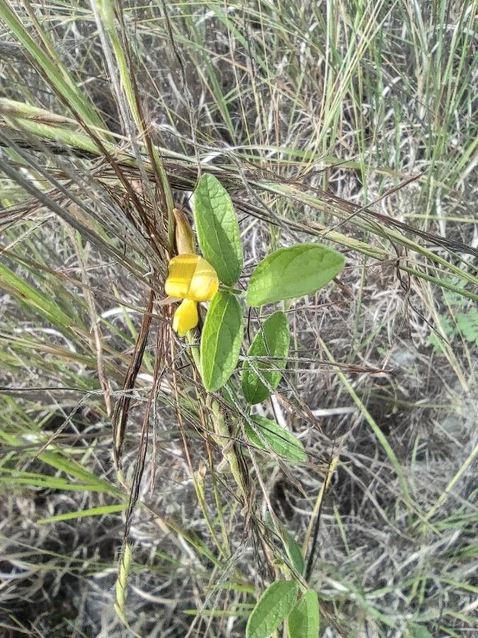 Cajanus scarabaeoides flower