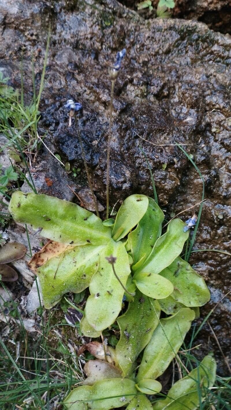 Pinguicula tejedensis — houseplant care guide