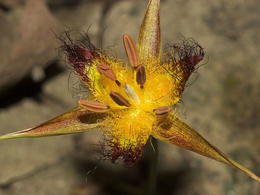 Calochortus obispoensis flower
