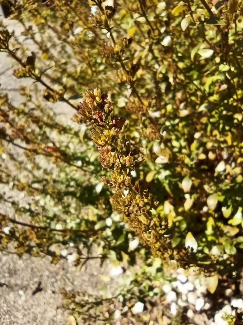 Clinopodium album fruit