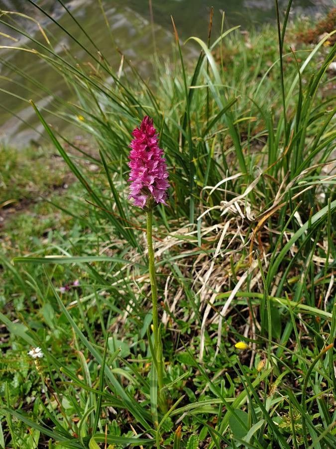 Gymnadenia × heufleri flower