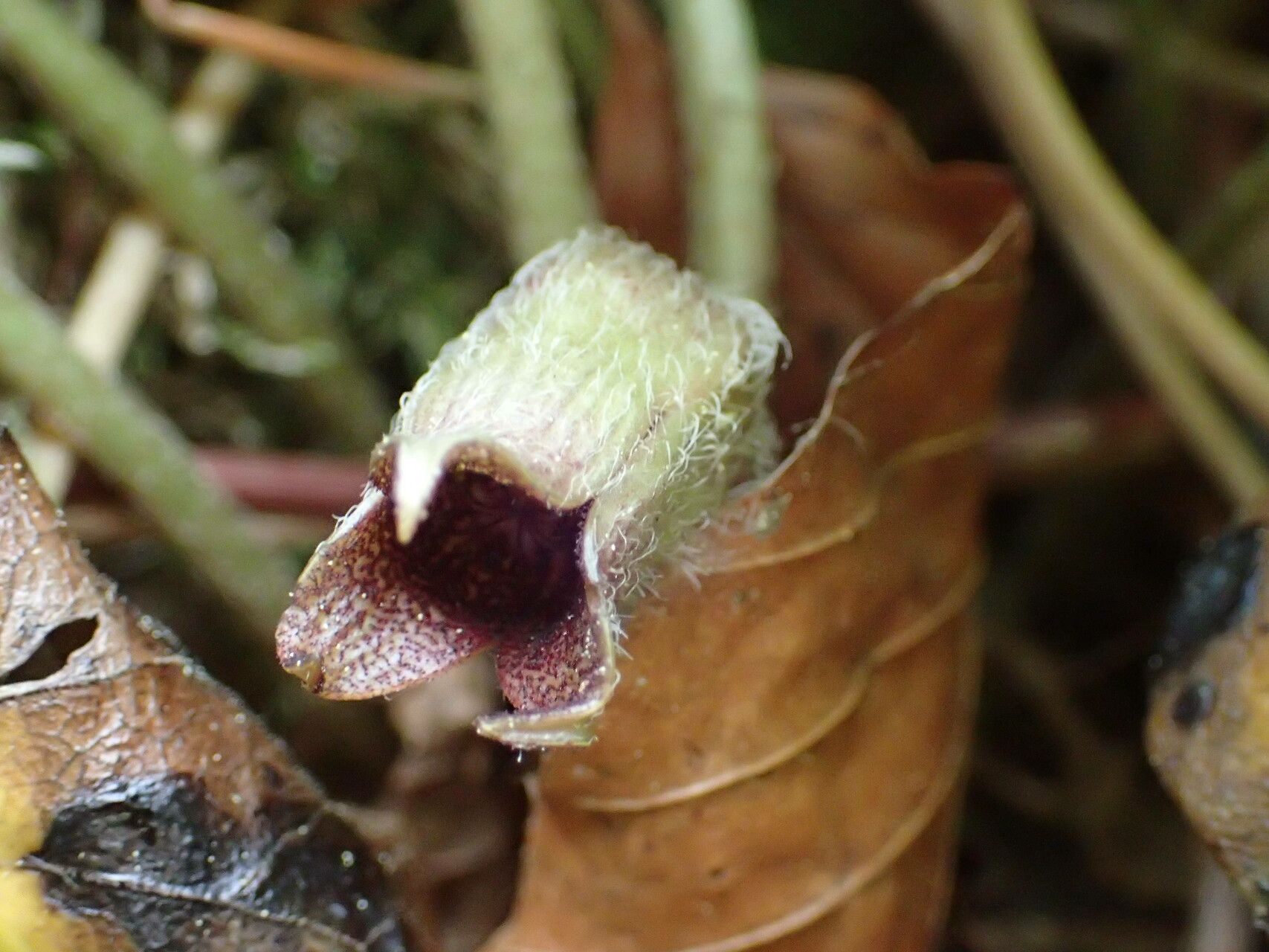 Asarum europaeum flower