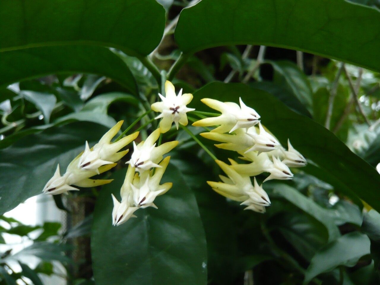 Hoya multiflora flower