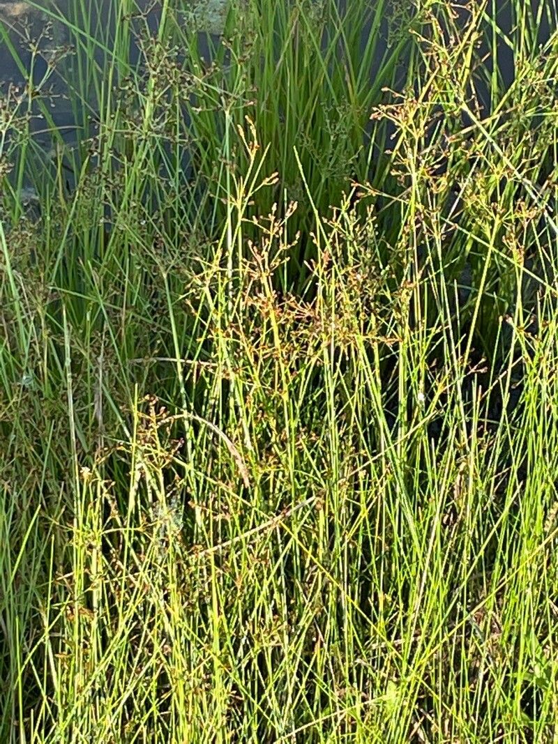 Juncus brachycephalus — search result for 'Juncus'