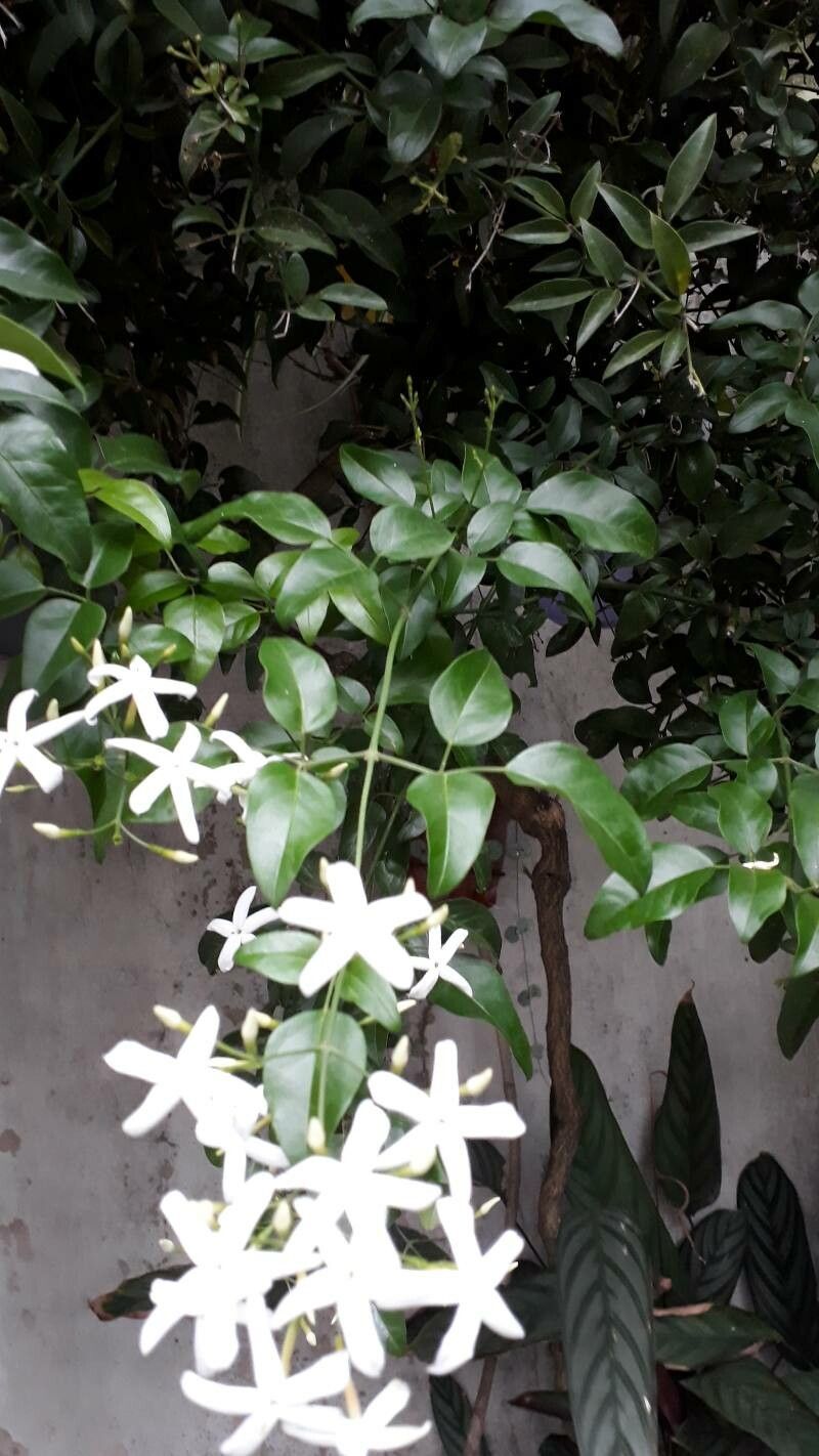 Jasminum azoricum leaf