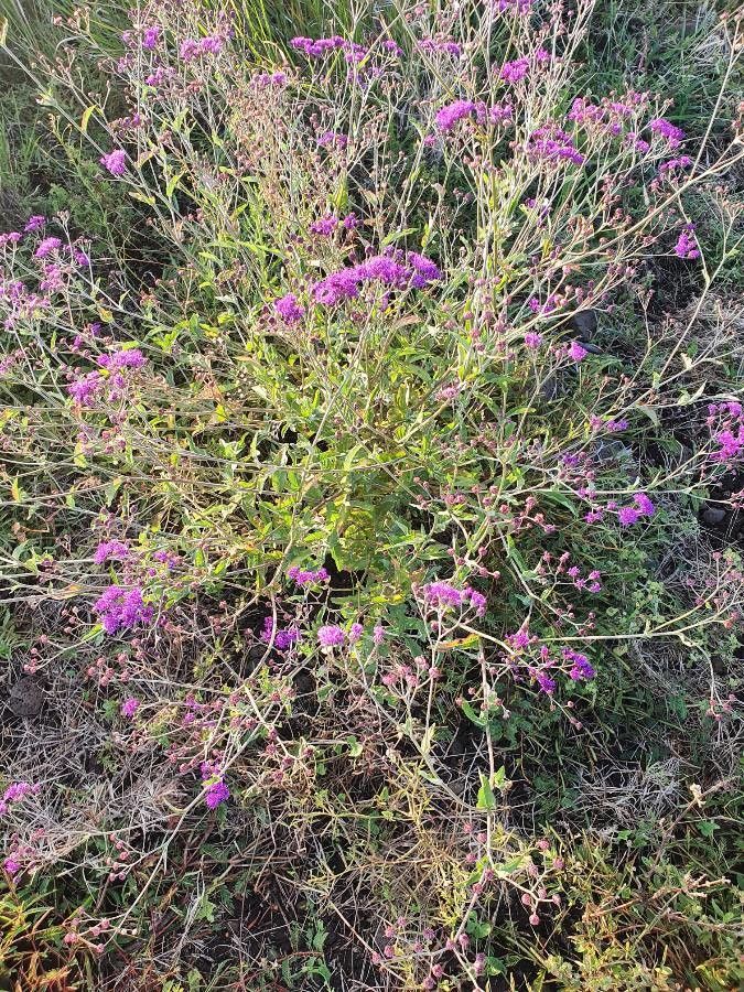 Gutenbergia gilbertii habit