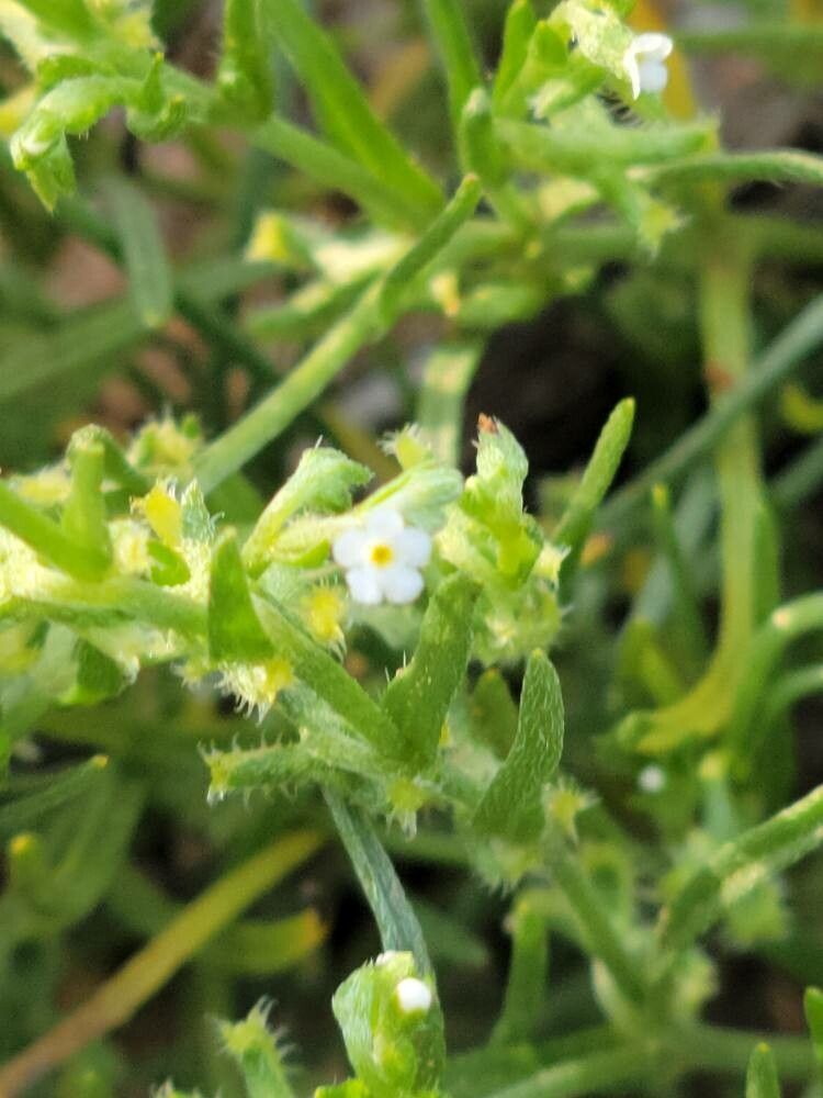 Pectocarya peninsularis flower