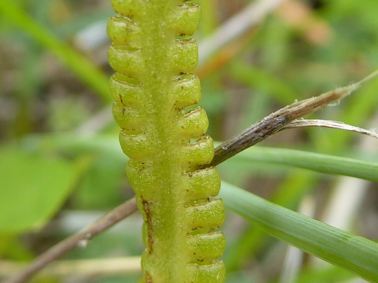 Ophioglossum vulgatum flower